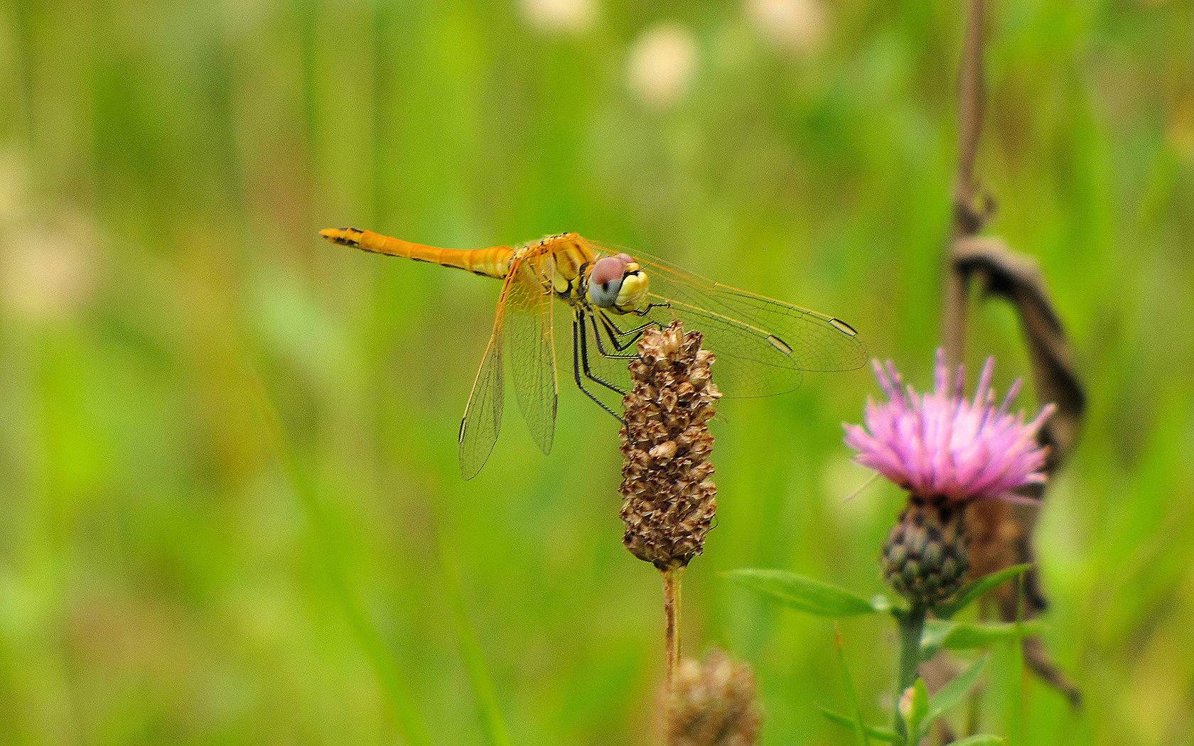 Sympetrum sp
